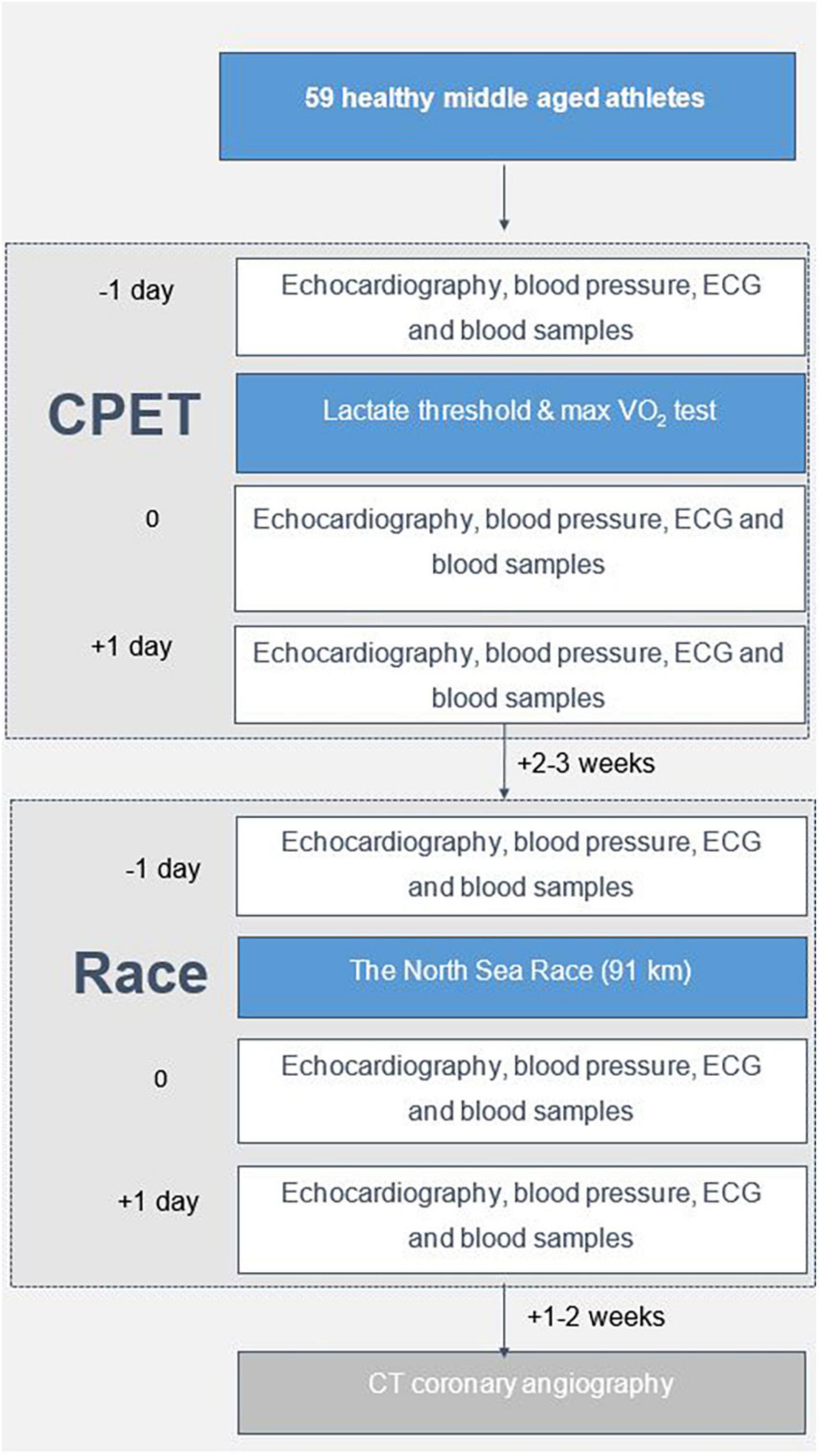 Myocardial inefficiency is an early indicator of exercise-induced myocardial fatigue